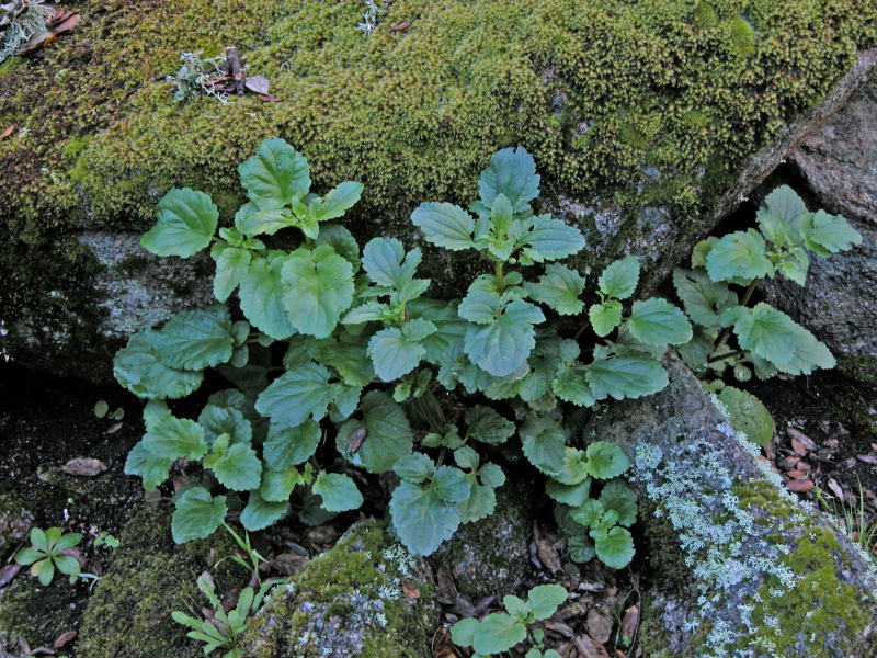 Scrophularia sp.